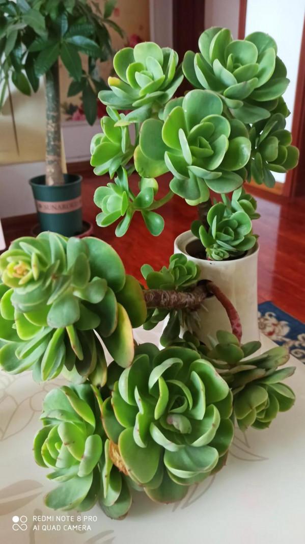 度過夏天的多肉，都是堅強的肉肉