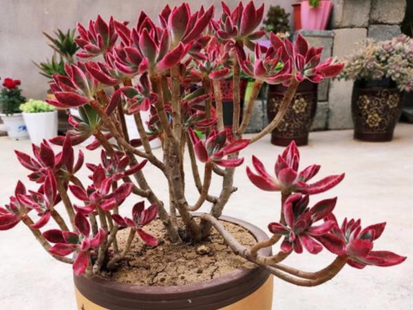 陽臺黨養這5款多肉不出狀態，真不怪咱們，沒有低溫的溫差是關鍵