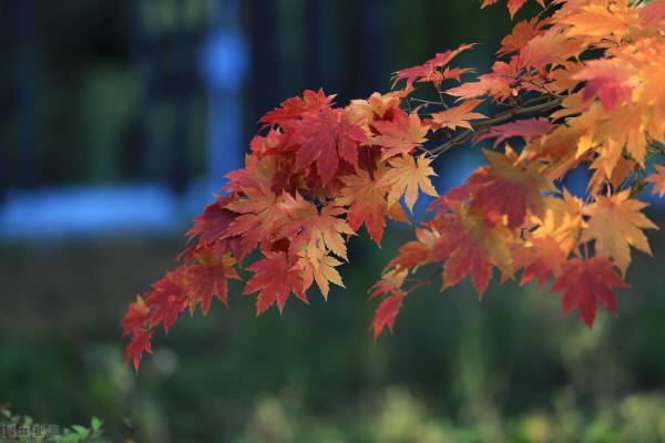 小而美的生活也是一種幸福 小而美的生活也是一種幸福