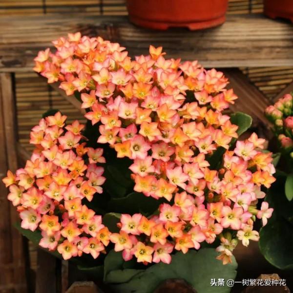 秋天買什麼花？這20種花建議選幾個，好看又好養，秋天買沒錯