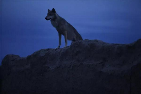 插隊的時候遇到野狼，驢被嚇瘋了，棄主而逃，一把銅鑼救了我的命