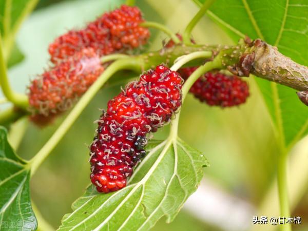 帶你回味童年吃過的46種野果子，記憶中的味道你還記得嗎？