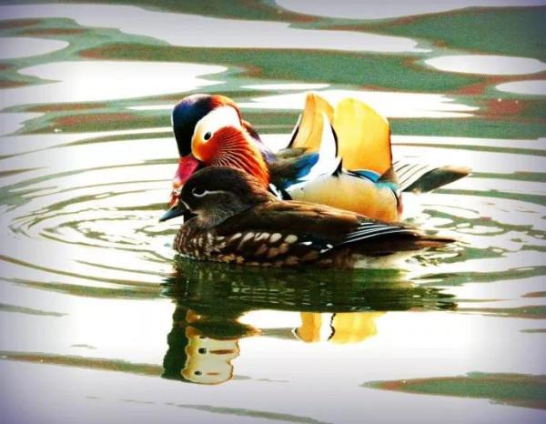 鴛鴦鳥精美圖片