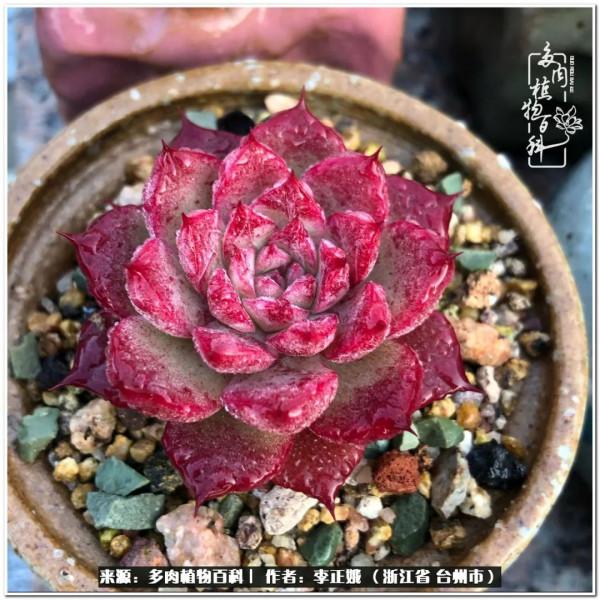 我的多肉，我的小世界