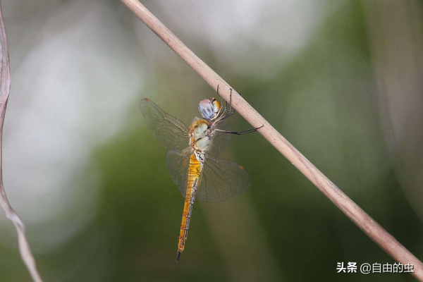 蜻蜓目之黃蜻