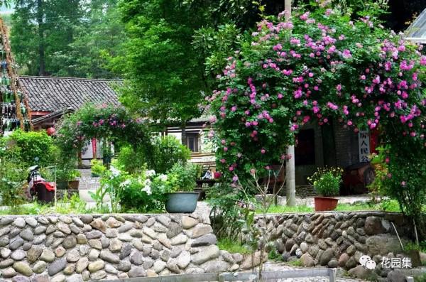 花園植物小百科 | 你的花園到底適合種什麼植物？對症下藥是關鍵