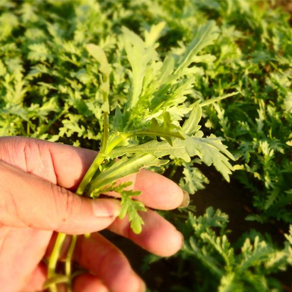 天冷了，陽臺種蔬菜，首選這8種，0度凍不死，吃一茬冒一茬