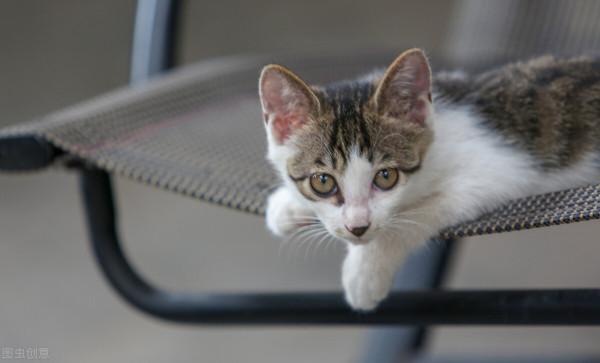 「三月寵物」如何管好貓咪 「三月寵物」如何管好貓咪