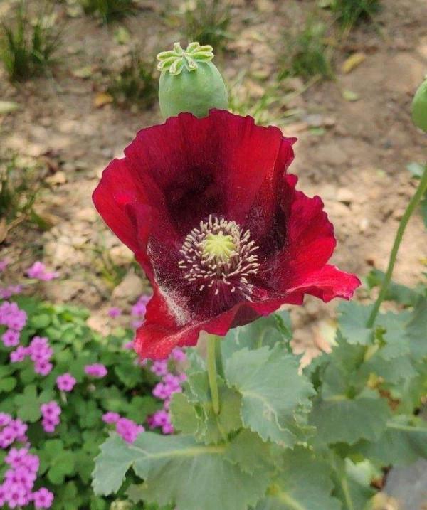 花也不能隨便種,要是“踩了雷”,可能惹來“牢獄之災” 花也不能隨便種,要是“踩了雷”,可能惹來“牢獄之災”