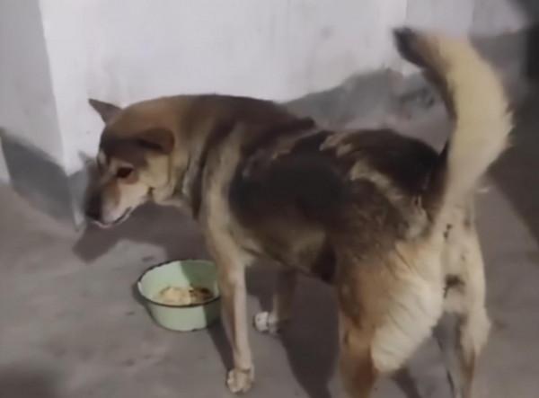 江西95歲老人住院，養了11年的狗狗無人餵養，好心鄰居敲門投餵