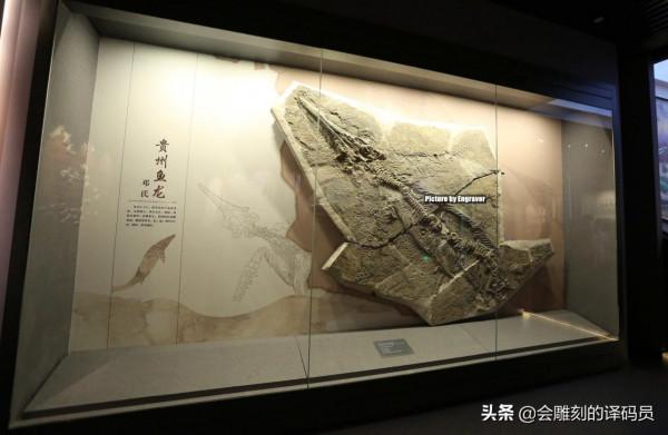 你吃過魚,但你見過“魚龍”嗎?就在我國貴州曾經就是魚龍的天堂 你吃過魚,但你見過“魚龍”嗎?就在我國貴州曾經就是魚龍的天堂