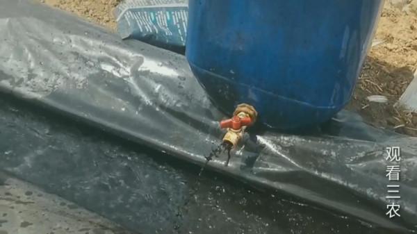 種植大姜的正確方法和步驟 種植大姜的正確方法和步驟