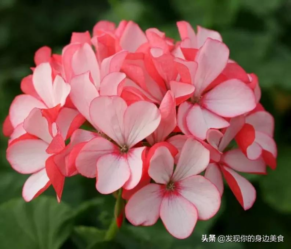 傲霜菊花奪人眼