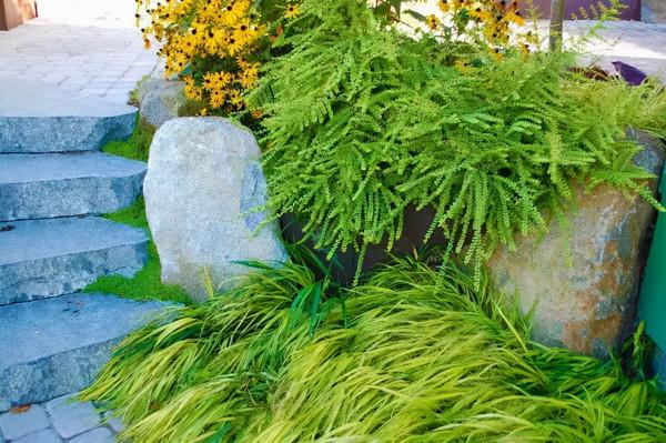 石頭縫裡這樣玩，它也可以成為庭院裡一道亮麗的景緻