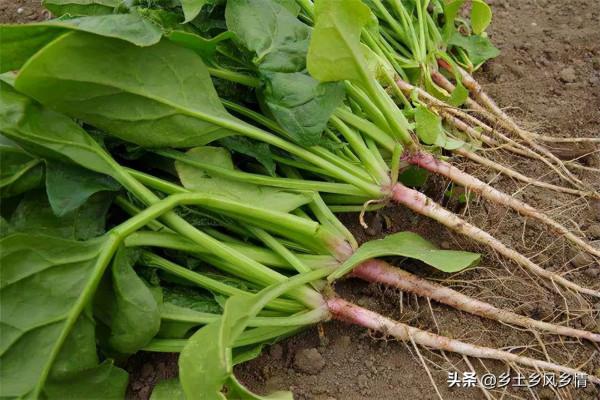 菠菜根能栽活嗎？用對了方法，栽後三天就能長出新根