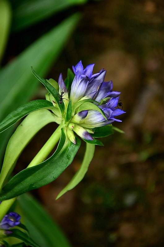 《百花集》(二百三十) 《百花集》(二百三十)