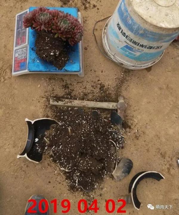 8年紅寶石--成長記錄