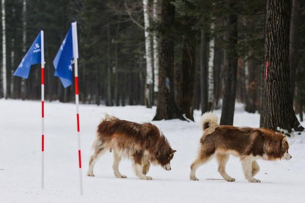 蘋果變磚也要在東北的雪地裡搖擺（多圖預警）