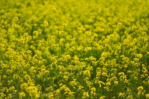 北京一低調公園,坐落朝陽區遊客數量卻很少,滿園花香惹人喜愛 北京一低調公園,坐落朝陽區遊客數量卻很少,滿園花香惹人喜愛
