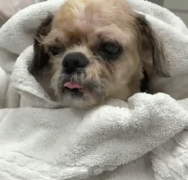 撿到一個小怪獸，脫掉6斤“外套”後，才發現它原本可以那麼美