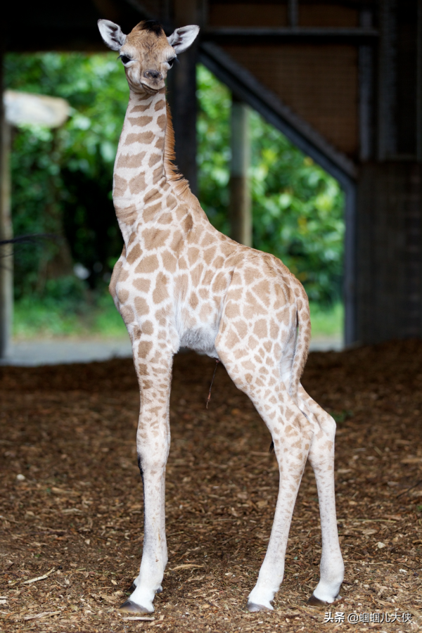 27種動物照片大集合,出生不久的小刺蝟長成這樣,大自然真神奇 27種動物照片大集合,出生不久的小刺蝟長成這樣,大自然真神奇