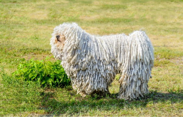 “買狗一時爽，養狗火葬場”的幾種狗，不能盲目入手