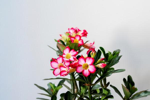 8種需要冬天“停水”的花,再澆水,可能會要了它們的命 8種需要冬天“停水”的花,再澆水,可能會要了它們的命