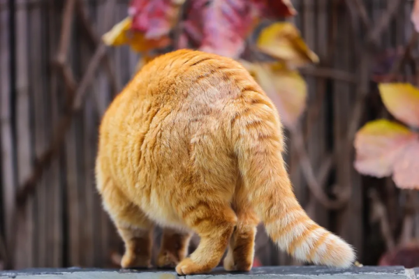 請注意,前方萌虎出沒 請注意,前方萌虎出沒