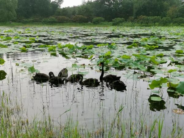 和乾隆來一場荷花之旅