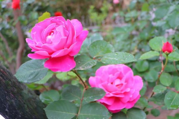 國學成語故事（9）司馬穰苴：起於名臣毀於讒言的一代名將之人微言輕