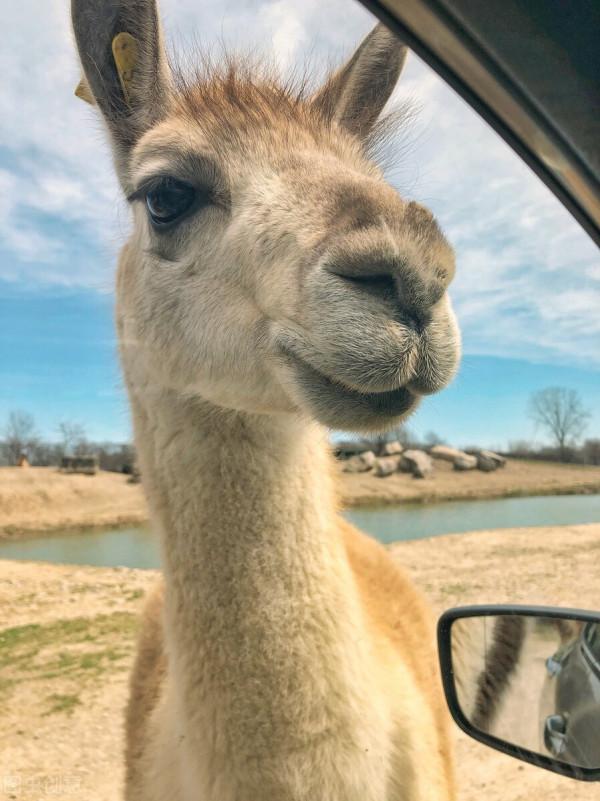 羊駝～一種因網路名稱“草泥馬”而聞名於世的動物
