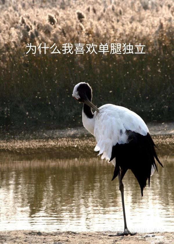 為什麼丹頂鶴常常單腿獨立？