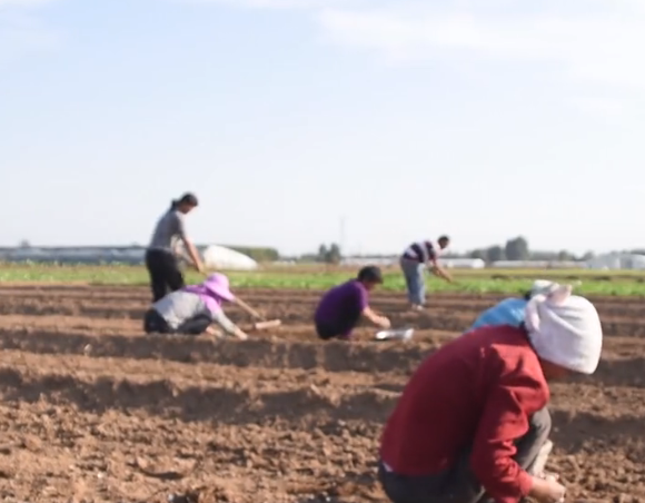 種大蒜要想產量高，施肥配方很關鍵，看看種植高手如何用肥？