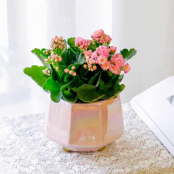 五大“吉祥花”,適合養客廳,喜歡養一盆,越養越“貴氣” 五大“吉祥花”,適合養客廳,喜歡養一盆,越養越“貴氣”