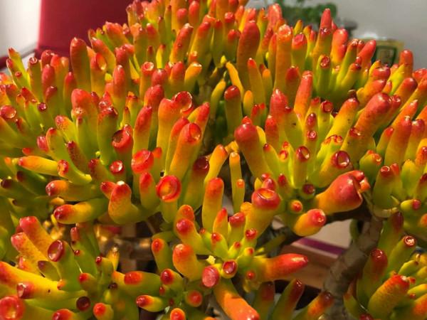 2種漂亮還好養的大型多肉,最害怕低溫天氣,秋冬季節要防止凍傷 2種漂亮還好養的大型多肉,最害怕低溫天氣,秋冬季節要防止凍傷