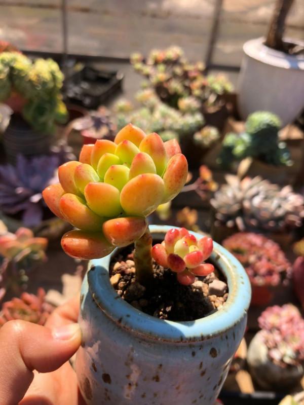 「奇聞異錄」美物使人愉悅：來自多肉的“自拍”