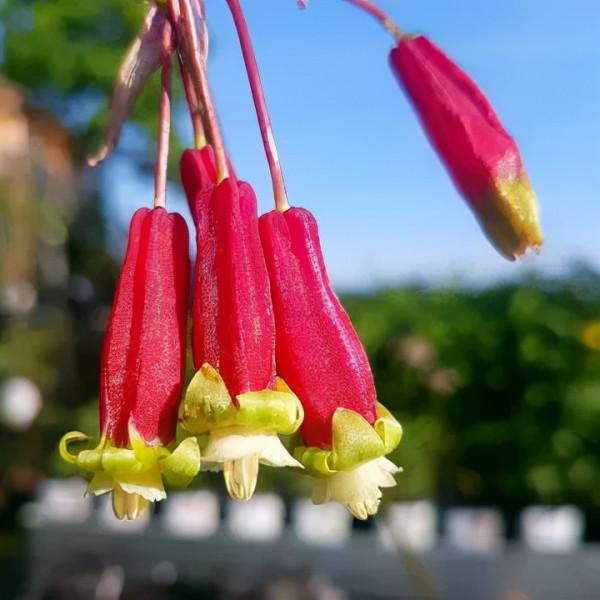球根種植正當時，這4款稀有球根植物，多年生、復花性