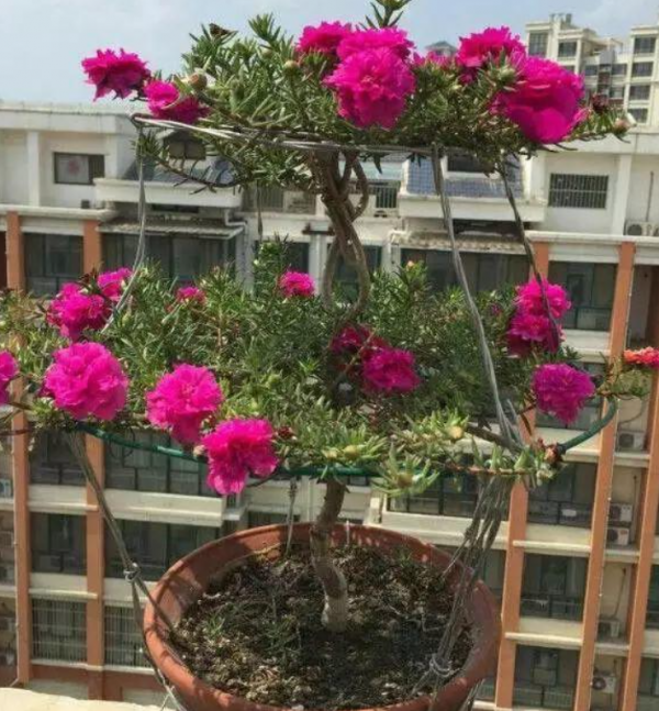 如何把“太陽花”養成一棵“小花樹”?教你正確方法,年年都開花 如何把“太陽花”養成一棵“小花樹”?教你正確方法,年年都開花