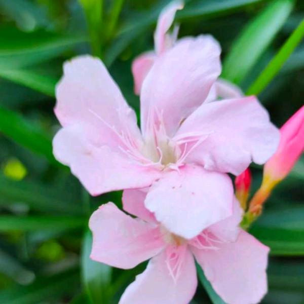 不能養在室內的五種花，別瞎往屋裡搬