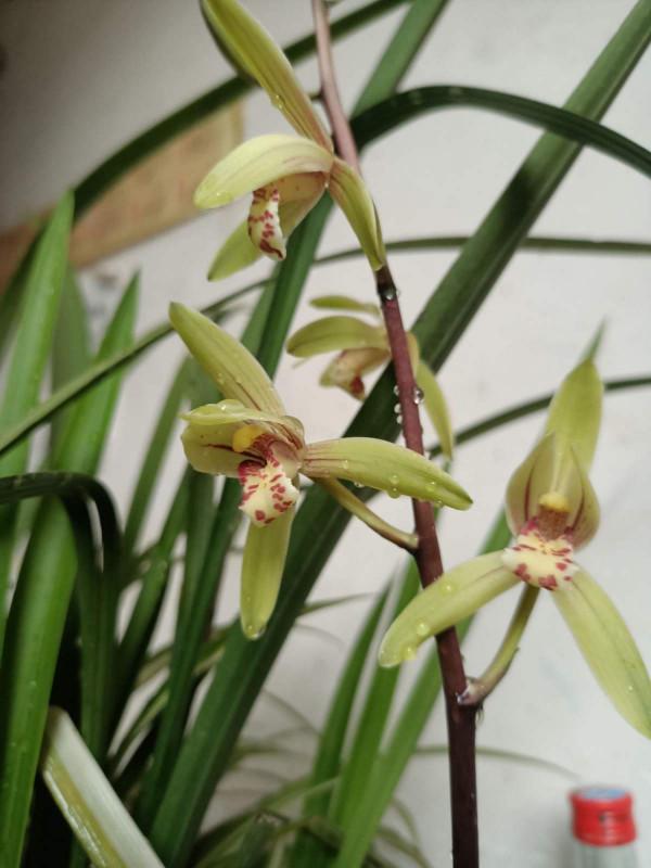 蘭花品種多,中國蘭花五大品種,你知道嗎? 蘭花品種多,中國蘭花五大品種,你知道嗎?