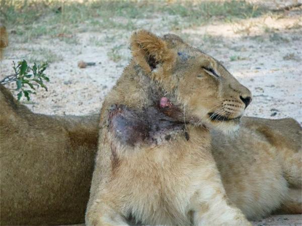 非洲幼獅冥河姐弟，相依為命四處流浪，失去姐姐後變成嗜血魔鬼