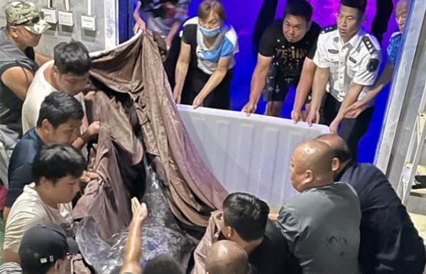 500斤偽虎鯨在江蘇連雲港擱淺!頭部傷痕明顯,什麼是偽虎鯨? 500斤偽虎鯨在江蘇連雲港擱淺!頭部傷痕明顯,什麼是偽虎鯨?