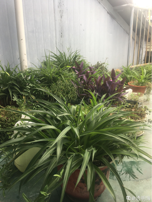 如果你是資深養花人,一樓小院和頂樓天台,你更喜歡哪個? 如果你是資深養花人,一樓小院和頂樓天台,你更喜歡哪個?