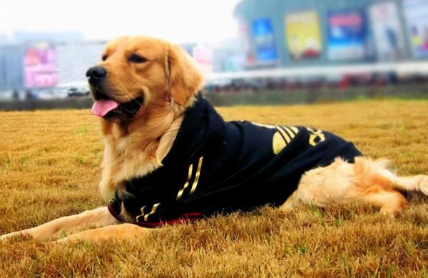 謹記！飼養&OpenCurlyDoubleQuote;金毛犬&rdquo;，這6件事&OpenCurlyDoubleQuote;不可做&rdquo;