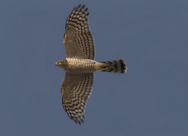 許多朋友對鷹和雕還有隼都傻傻分不清，它們之間有什麼不同呢？