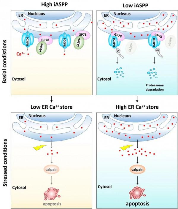 生命學院胡穎教授課題組在腫瘤細胞鈣穩態調控機制方面取得重要進展
