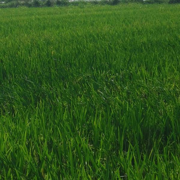 帶你領略農村的稻蝦蟹共生基地 帶你領略農村的稻蝦蟹共生基地