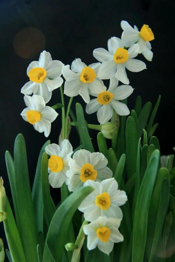 卻許梨渦落海棠 卻許梨渦落海棠