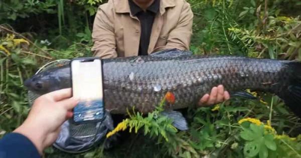 抓住釣大魚的最後時機，成功守得野生大青