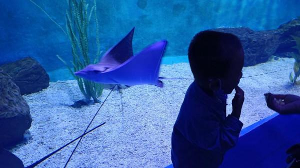 離海最遠的地方第一次看到那麼多海洋生物